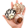 Qicqdram hermit crab shells front view of natural turbo growth shells