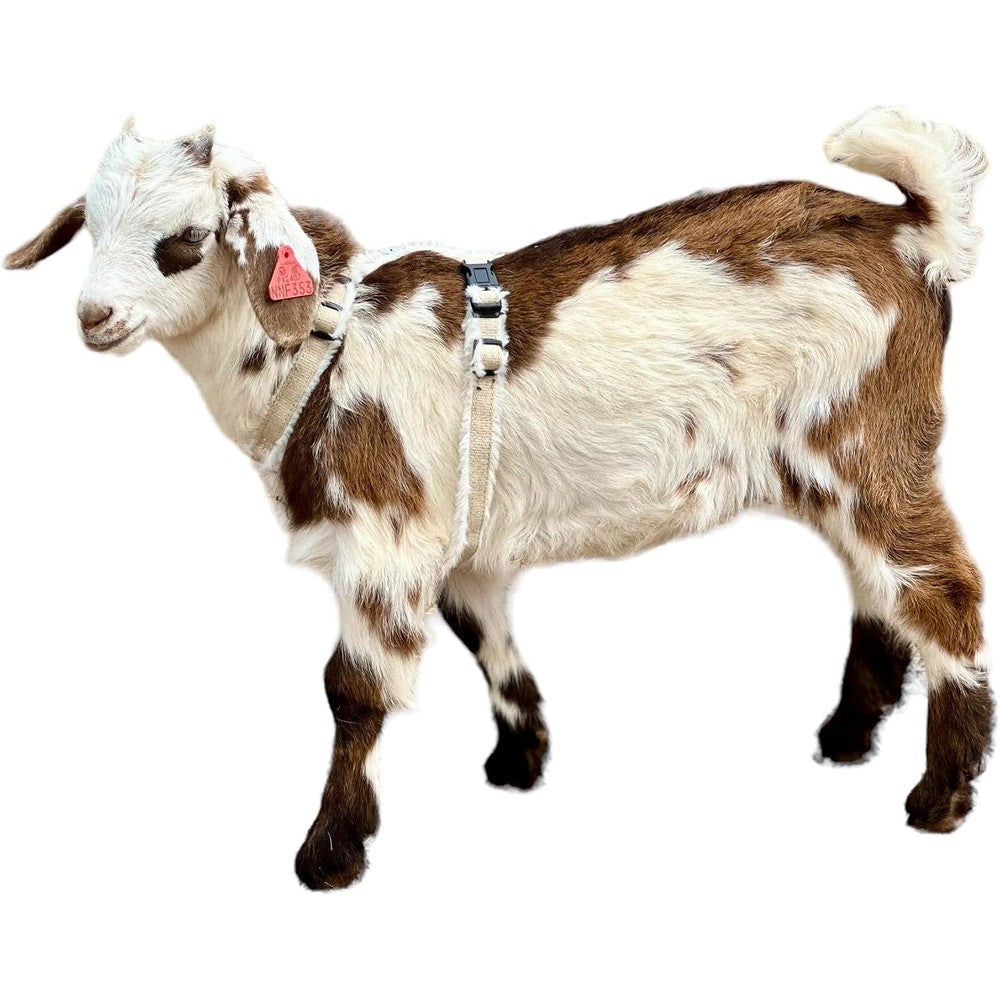 Asatre Adjustable Lined Hemp Goat Or Sheep Harness Small To Extra Large Durable Livestock Halter Eco Friendly Multi Clasp Training Gear