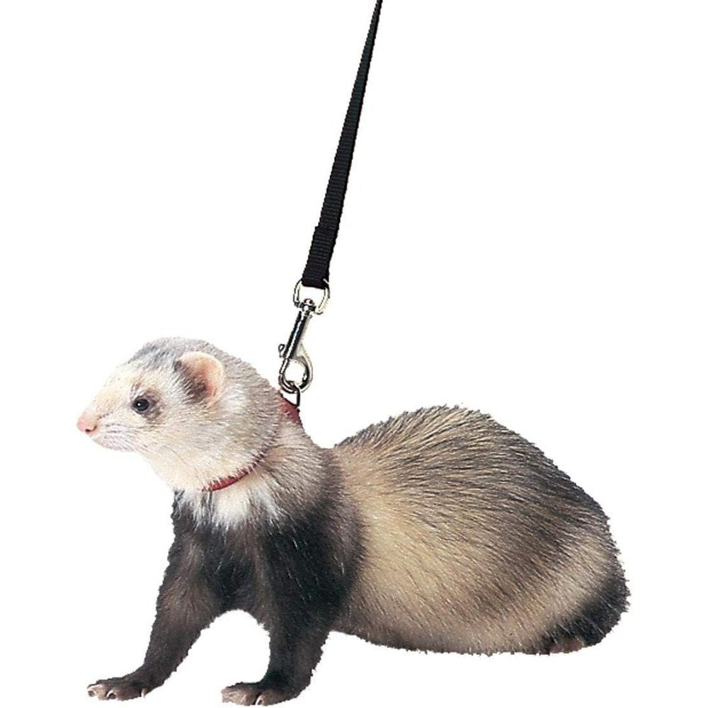 Marshall Pet Products Ferret Harness And Lead Set 48 Inch Black Adjustable Nylon Escape Resistant Design For Ferrets