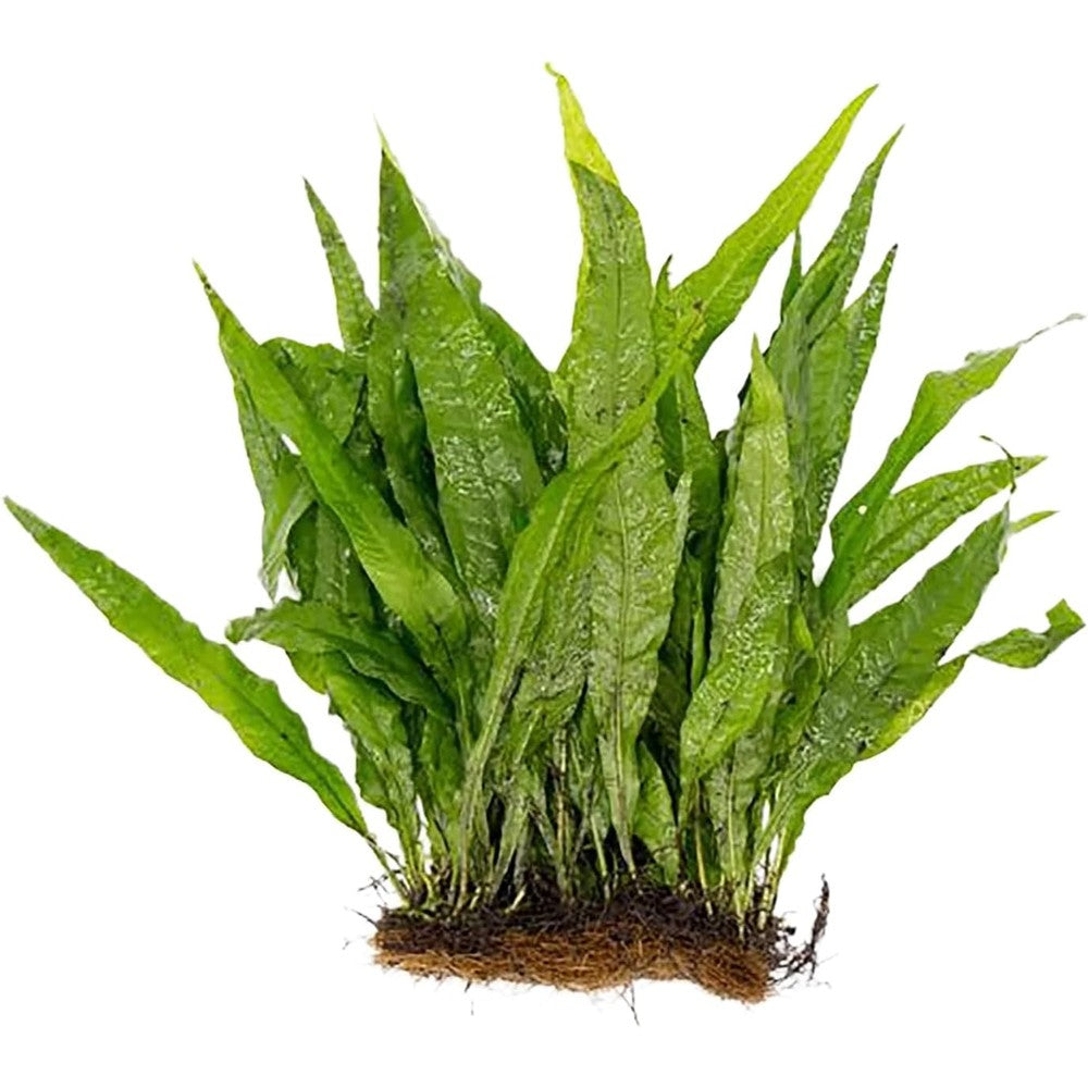 Canton Aquatics Live Aquarium Plants Java Fern Mat Large Microsorum Pteropus Tall Freshwater Fish Tank Plants Full Mat Size