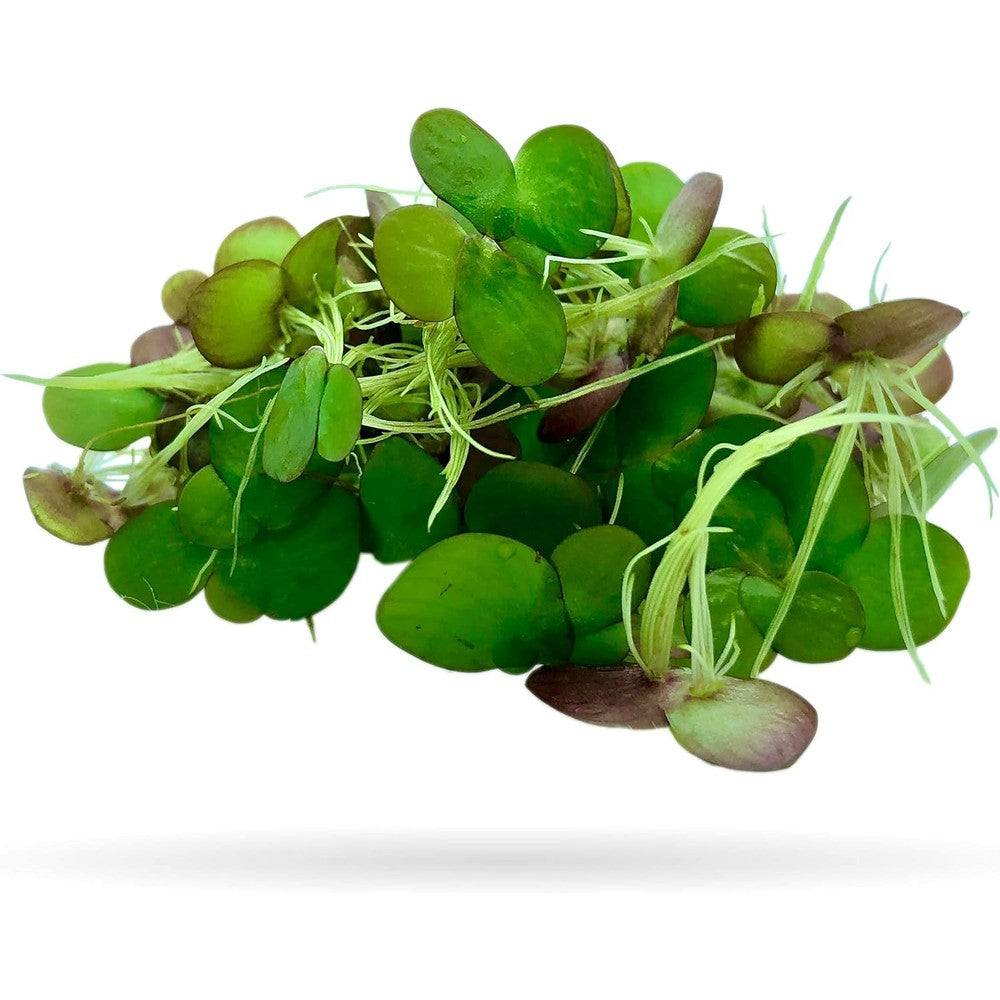 Aquarigram Sixty Plus Giant Duckweed And Mystery Plant Live Aquatic Floating Plant For Freshwater Aquarium Spirodela Polyrhiza Pack